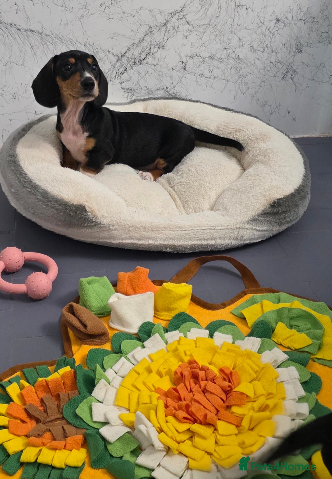 Miniature Dachshund dogs for sale: 🌟READY NOW🌟🐾Smooth coat Miniature Dachshund 🐾 - Advert 2