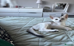 Abyssinian cats for sale: Pedigree Silver Abyssinian kittens - Image 4