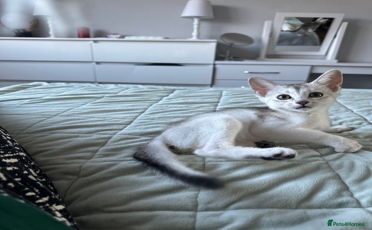 Abyssinian cats - Advert 14