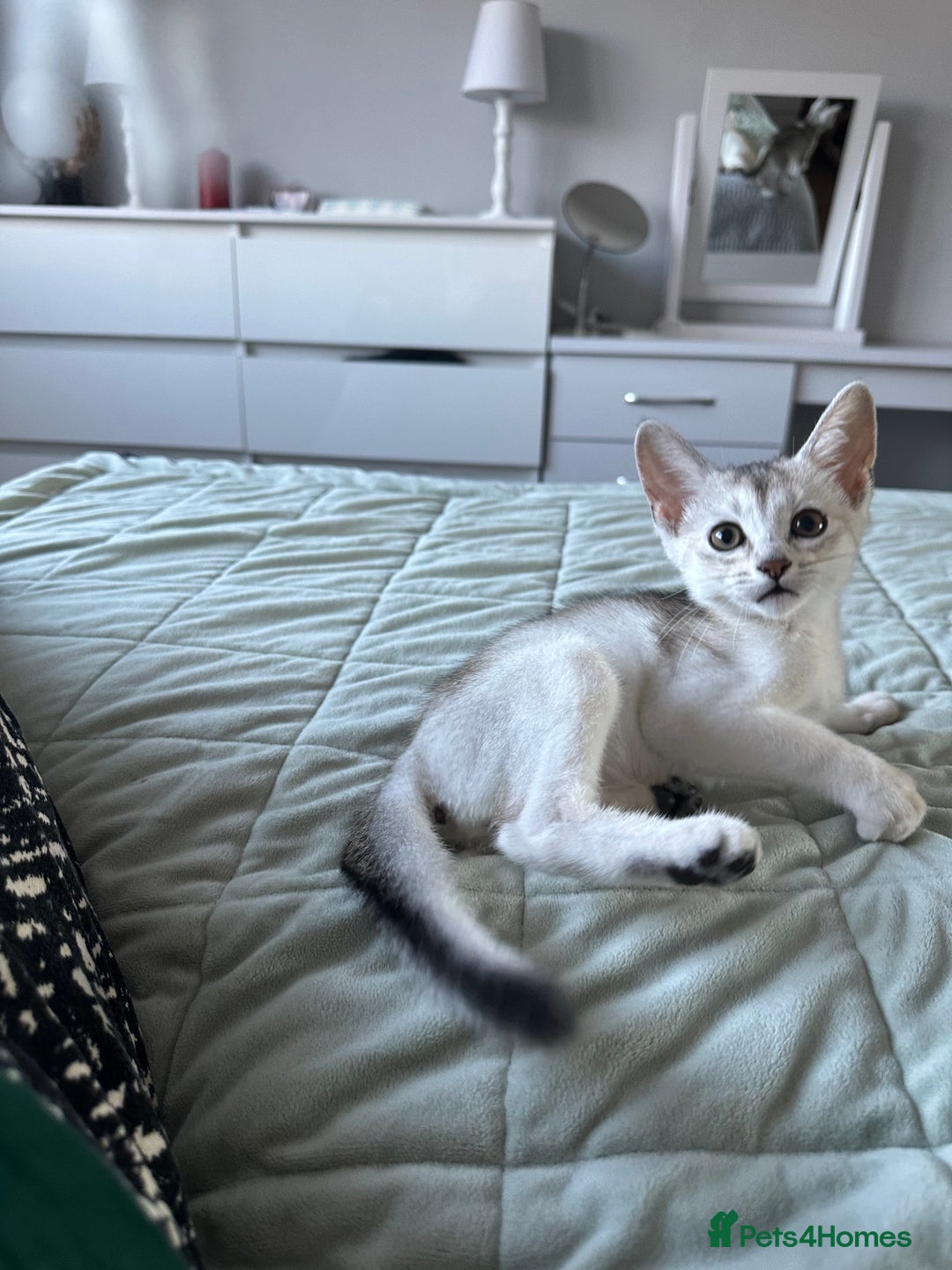 Abyssinian cats for sale: Pedigree Silver Abyssinian kittens - Image 4