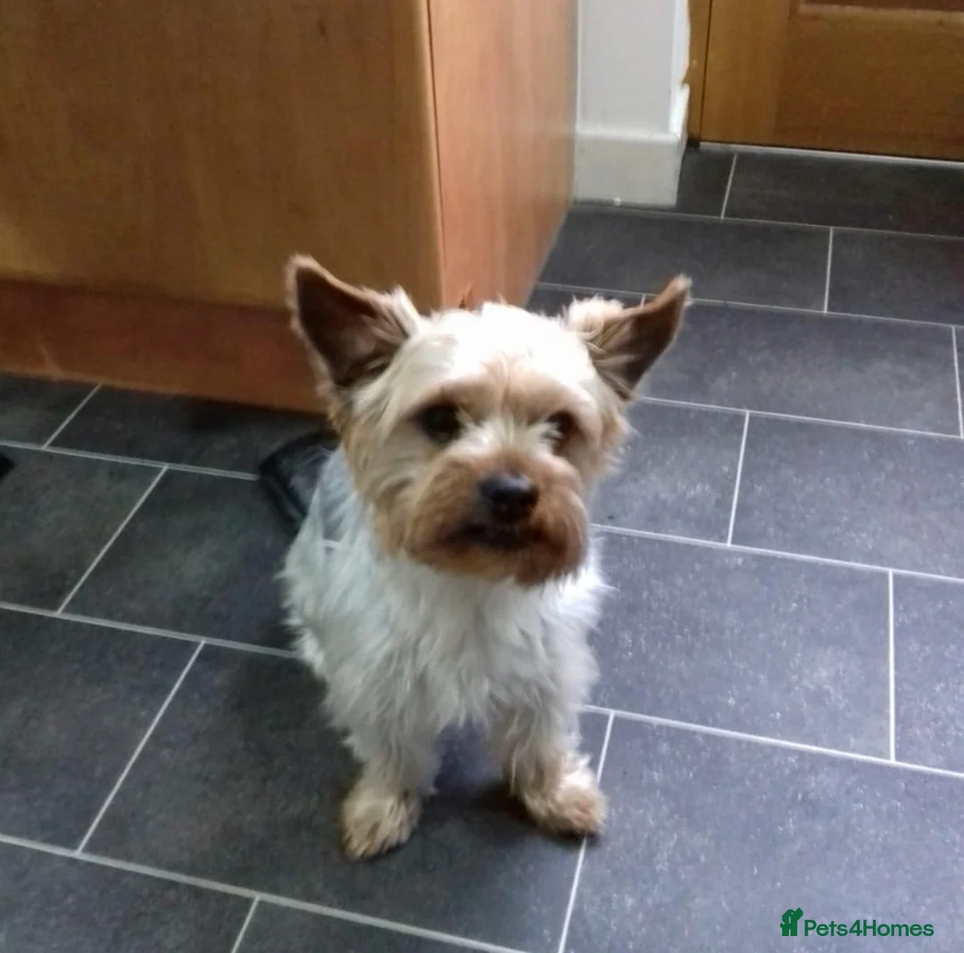 Yorkshire Terrier dogs for stud: Gorgeous Yorkshire terrier stud in Irvine - Advert 3