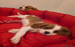 Cavalier King Charles Spaniel dogs for sale: Beautiful Cavalier King Charles Puppies - Image 15