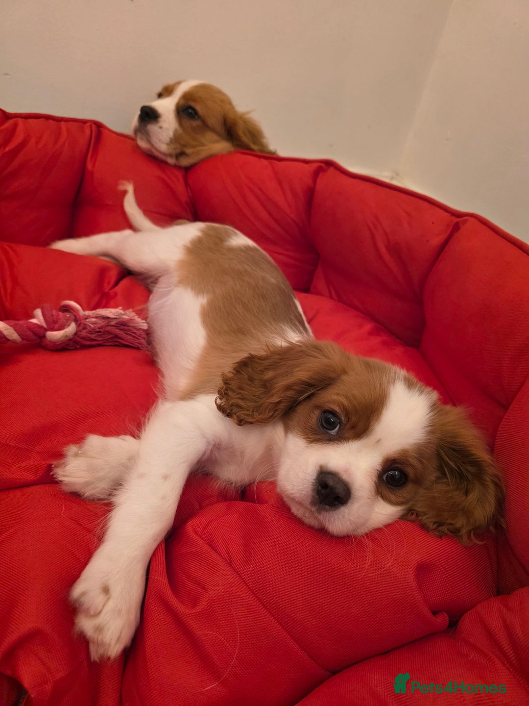 Cavalier King Charles Spaniel dogs for sale: Beautiful Cavalier King Charles Puppies - Image 15