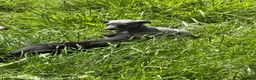 Whippet dogs for sale: KC registered whippet puppies  - Advert 10