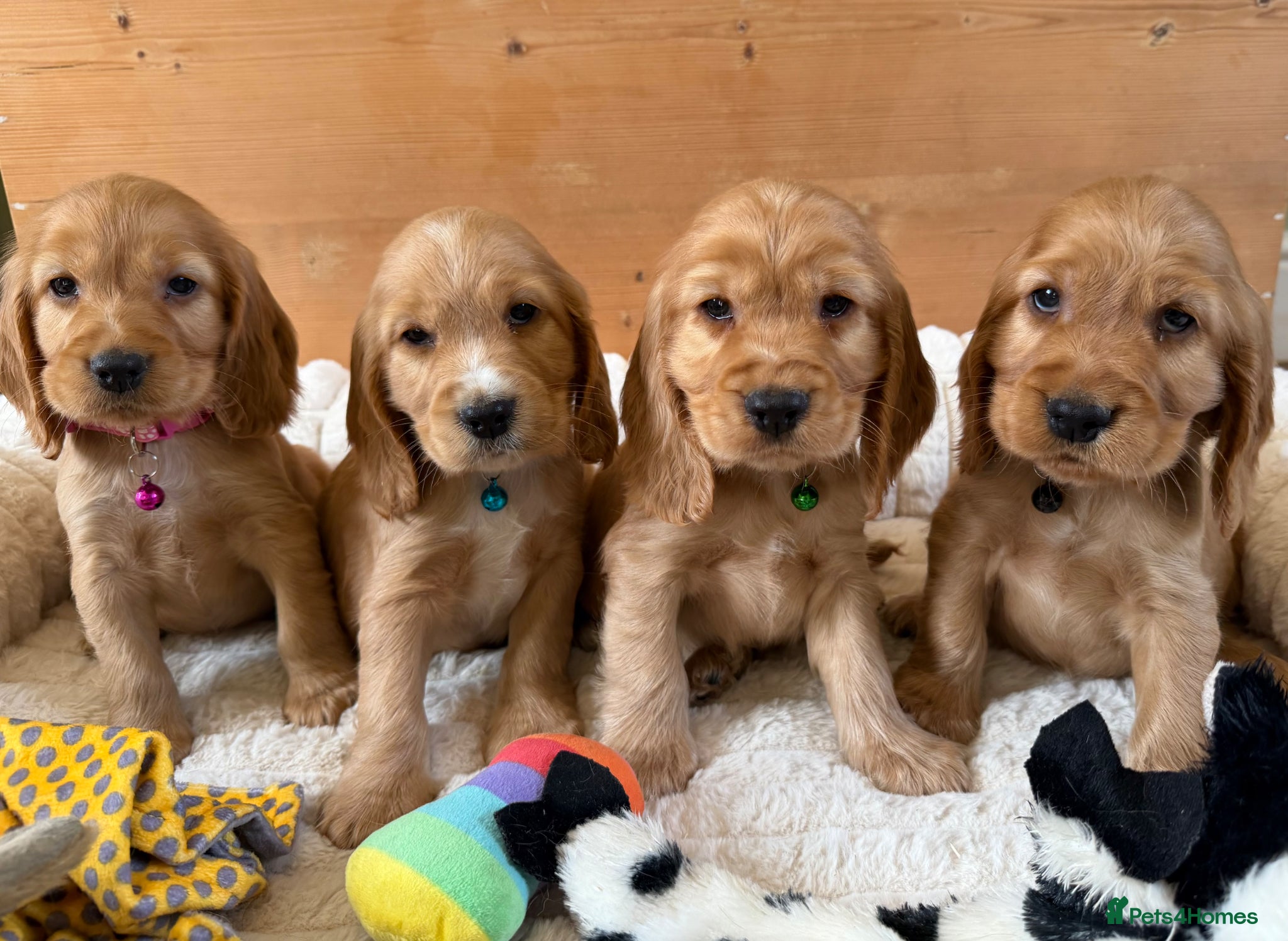 Cocker Spaniel dogs KC Registered Gold Show Type Cocker Spaniels  - Advert 2