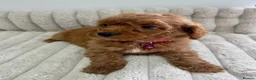 Cockapoo dogs for sale: Deep Red Cockapoo Puppies - Advert 10