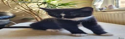 Mixed Breed cats for sale: Little Princess is looking for new home - Advert 9