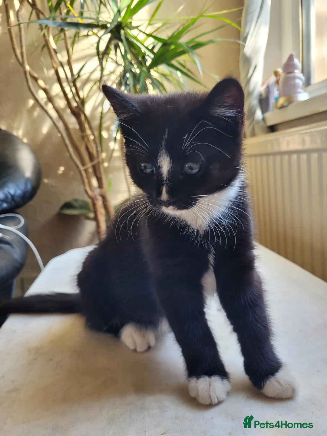 Mixed Breed cats for sale: Little Princess is looking for new home - Advert 9