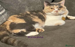 British Shorthair cats for sale: GCCF British Shorthair kittens - Image 2