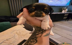 Dachshund dogs for sale: Dachshund puppies  - Image 5