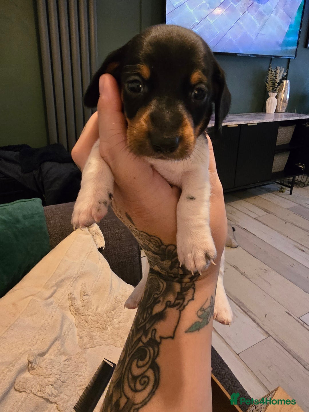Dachshund dogs for sale: Dachshund puppies  - Image 5