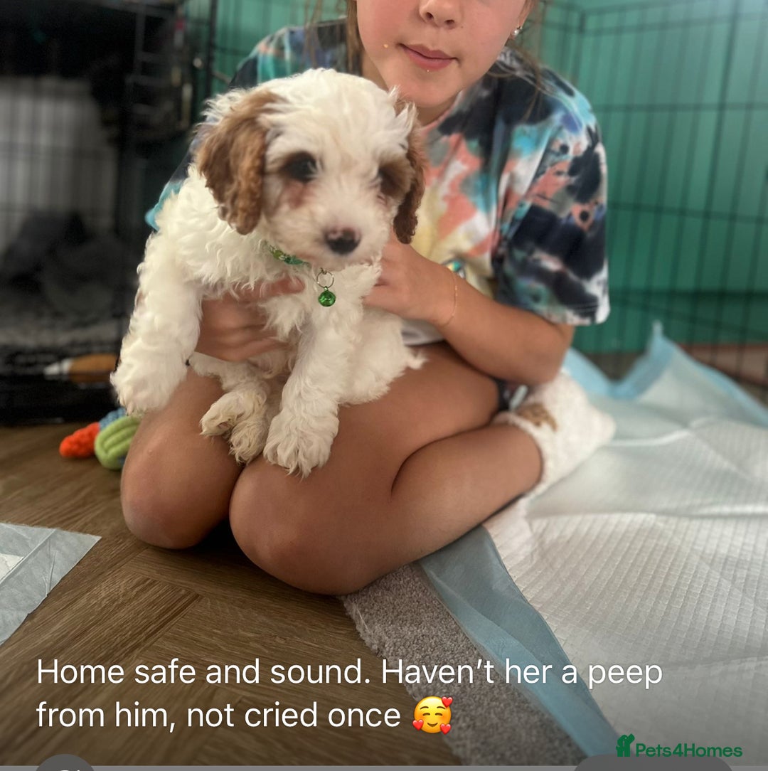 Cavapoo dogs for sale: Top Class Extensively tested Toy Cavapoo pups - Advert 15