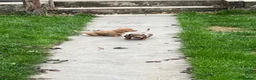 Dachshund dogs for sale: Daushound  - Advert 5