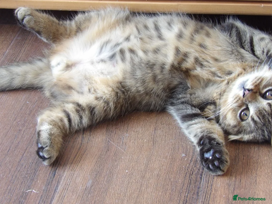 Scottish Fold cats for sale: STUNNING GOLD TABBY F1 FOLDEX MALE KITTEN 🐾 - Advert 2