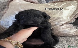 Mixed Breed dogs for sale: Miniature Schnauzer X Cockapoo - Image 4