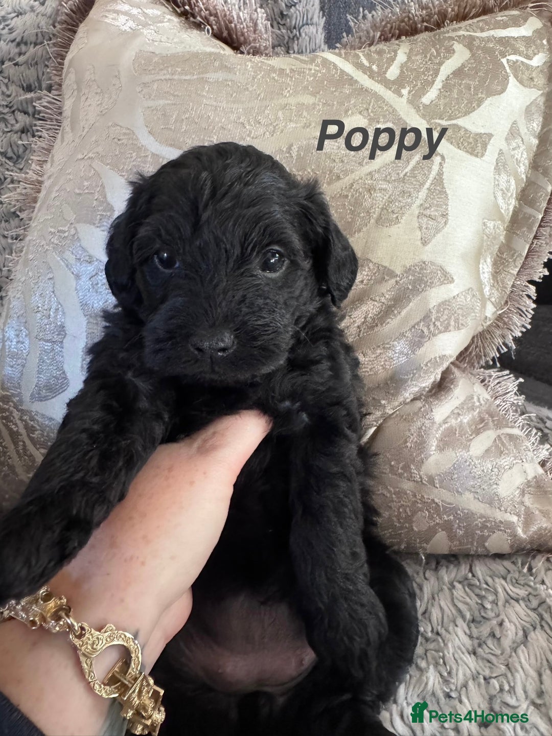 Mixed Breed dogs for sale: Miniature Schnauzer X Cockapoo - Image 4