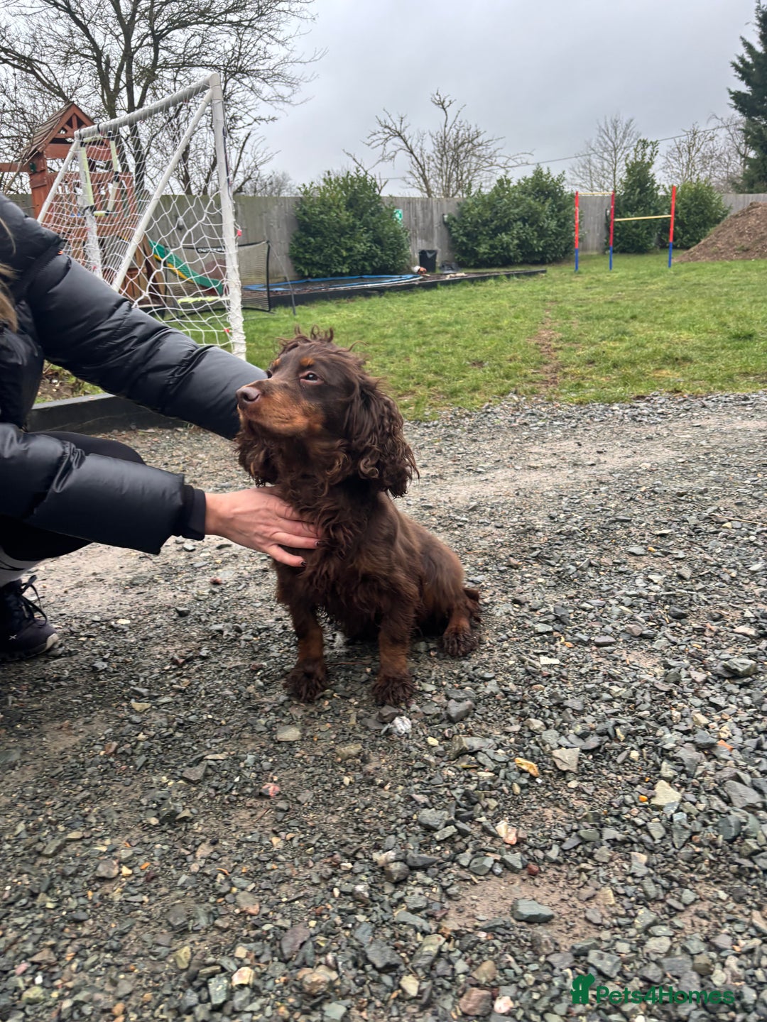 Cocker Spaniel dogs for sale: Bella needs a new home  - Advert 6