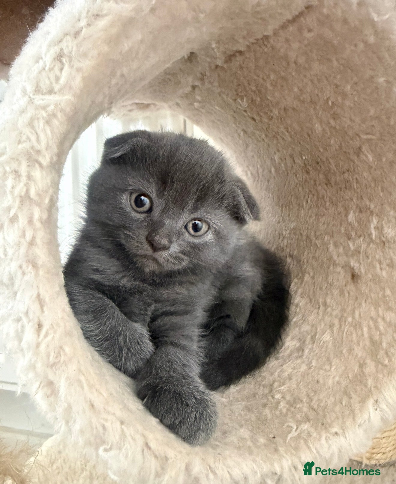 Scottish Fold cats for sale: 🐾  Adorable Scottish Fold Kittens  - Advert 1