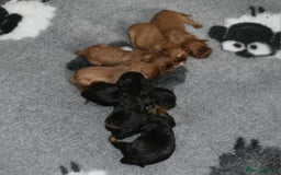 Cavalier King Charles Spaniel dogs for sale: Cavalier King Charles Spaniel puppies - Image 1