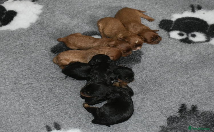Cavalier King Charles Spaniel dogs - Advert 3
