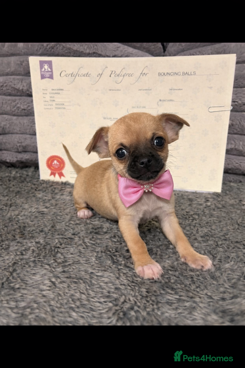 Chihuahua dogs 3rd gen pedigree Chihuahua puppies!! last girl - Advert 13