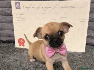 Chihuahua dogs 3rd gen pedigree Chihuahua puppies!! last girl - Advert 13