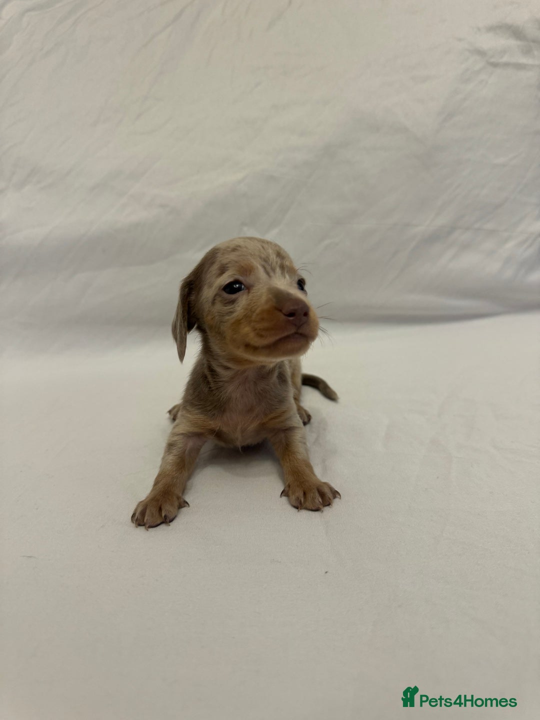 Miniature Dachshund dogs for sale: Miniature Dachshunds Available - Advert 11