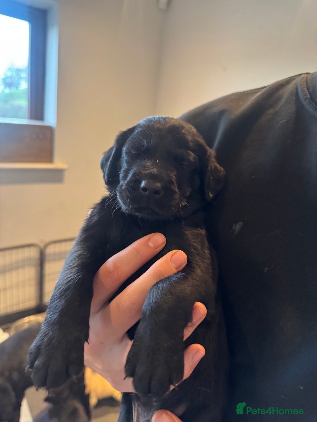 Springador dogs for sale: 4 Male Labrador available - Advert 12