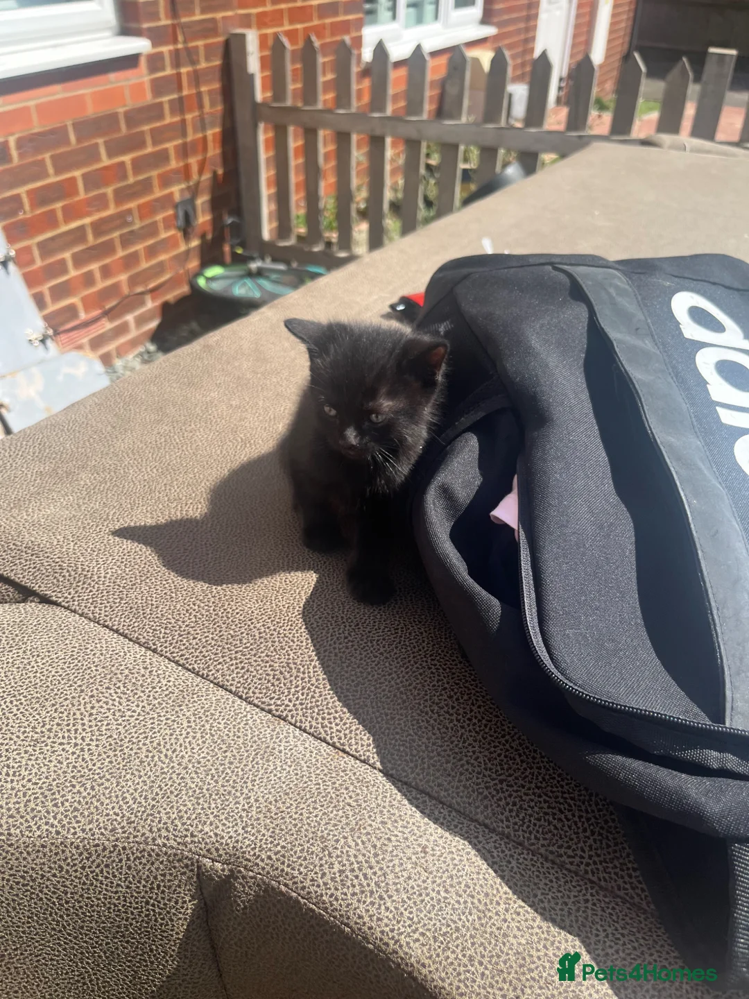 Mixed Breed cats for sale: Tabby £80 black kitten £60 - Advert 8