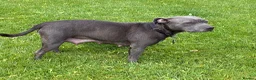 Staffordshire Bull Terrier dogs for sale: Blue Staffordshire Bull Terrier Puppies - Advert 14