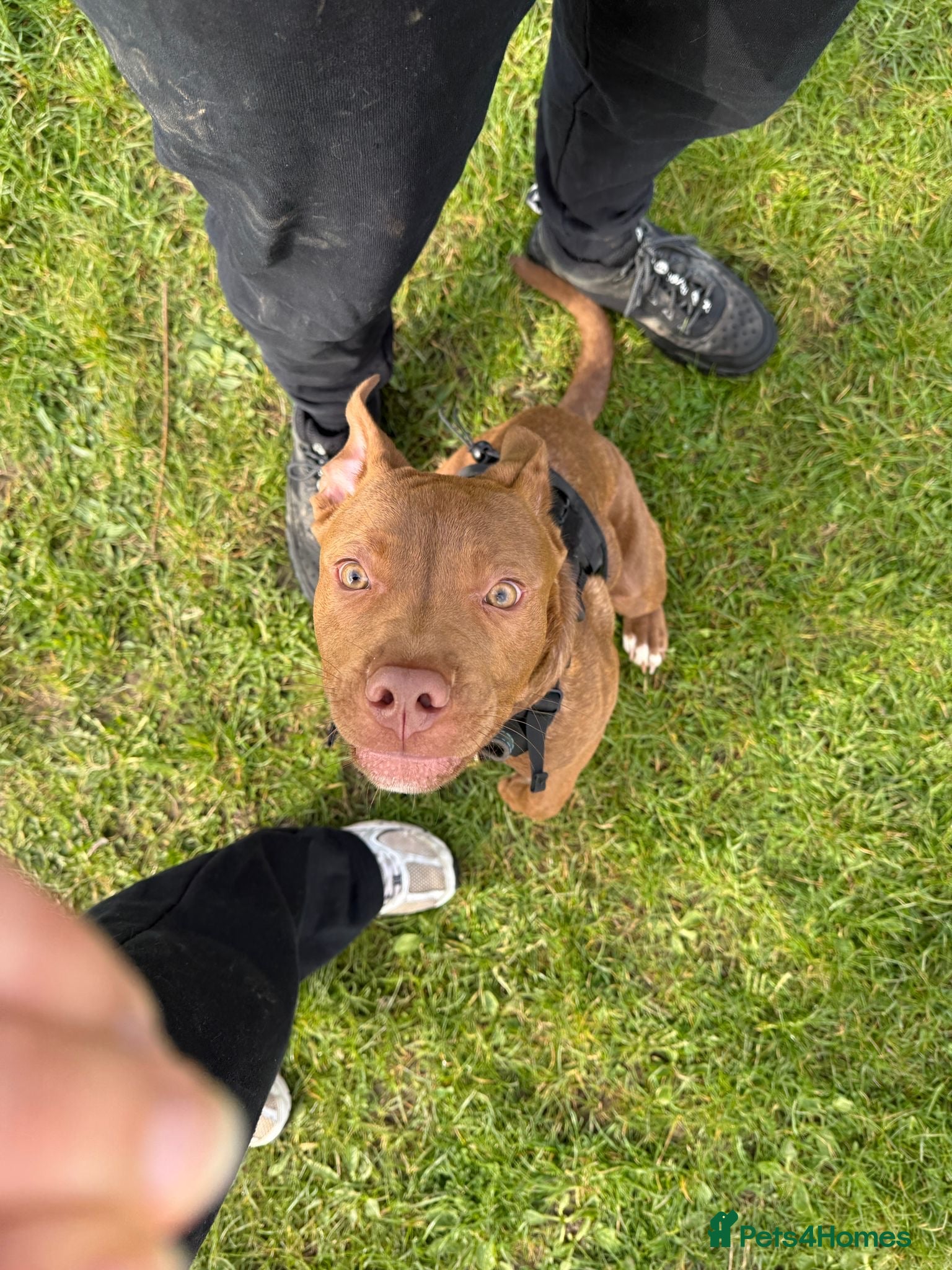 Mixed Breed dogs Our beautiful 7 month old Staffy boy, Gus❤️ - Advert 1