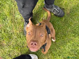 Mixed Breed dogs Our beautiful 7 month old Staffy boy, Gus❤️ - Advert 1