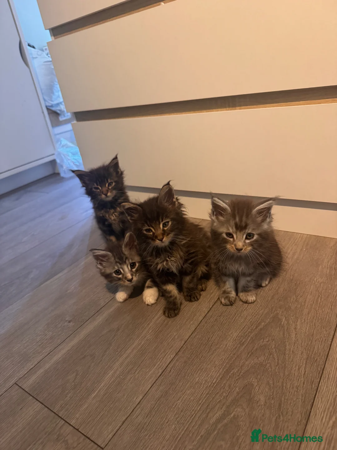 Maine Coon cats for sale: 4 fluffs for sale - Advert 1