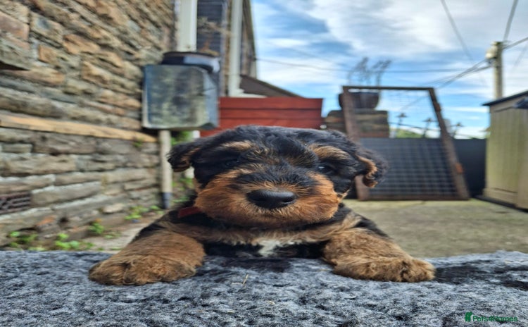 Airedale Terrier dogs - Advert 2