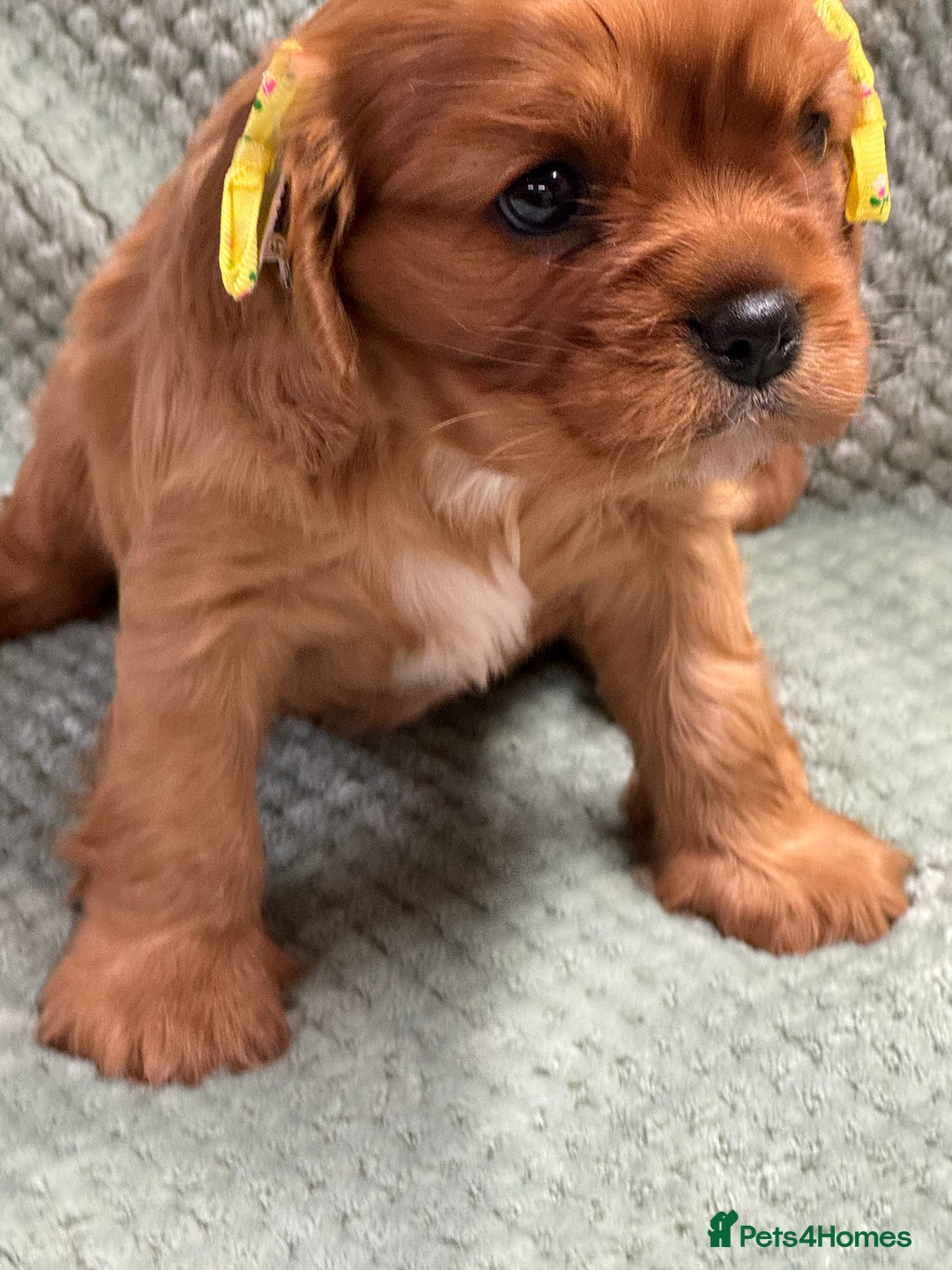 Cavalier King Charles Spaniel dogs for sale: Cavalier King Charles pups  - Advert 3