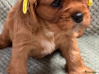 Cavalier King Charles Spaniel dogs Cavalier King Charles pups - Advert 4