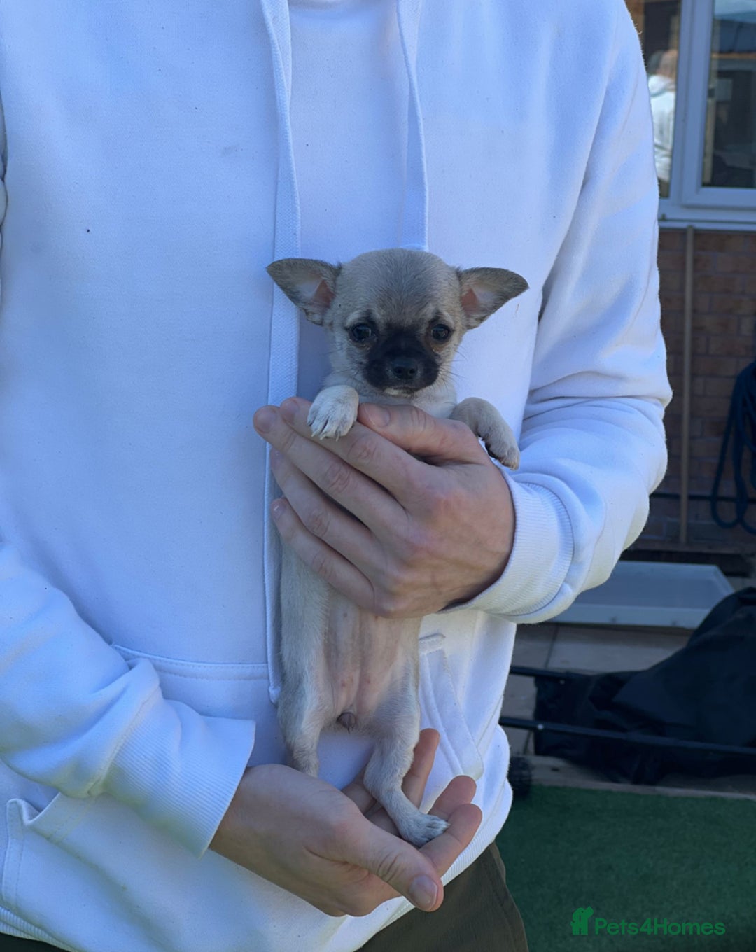 Chihuahua dogs for sale: Tiny pedigree Boy . Fully vaccinated & microchippe - Image 11