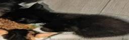 British Shorthair cats for sale: British Shorthair kittens for sale. - Advert 8