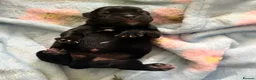 Staffordshire Bull Terrier dogs for sale: KC Registered Staffordshire Bull Terrier puppies in Mansfield - Advert 11