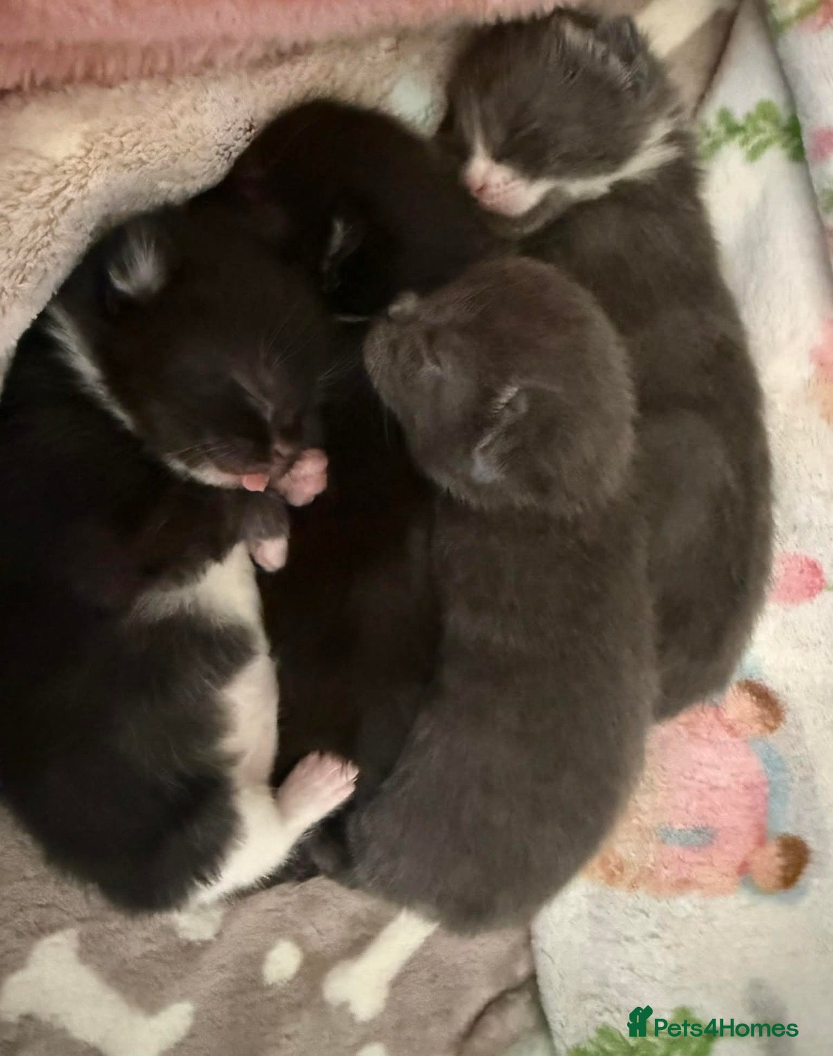 British Shorthair cats 3 beautiful medium tuxedo kittens - Advert 3