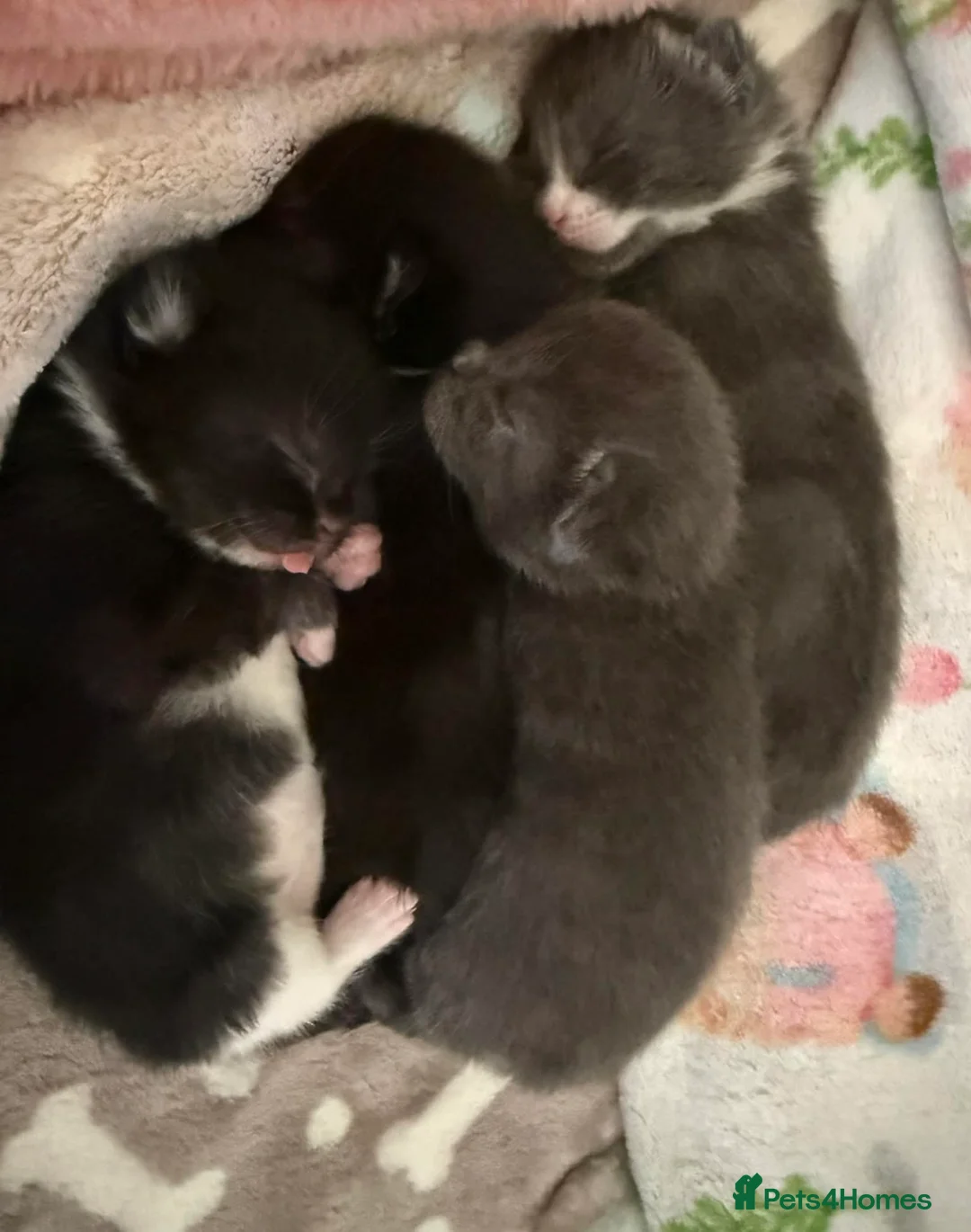 British Shorthair cats for sale: 3 beautiful medium tuxedo kittens - Advert 1