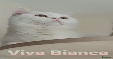 British Shorthair cats - Advert 8