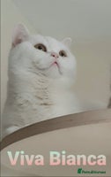 British Shorthair cats - Advert 8