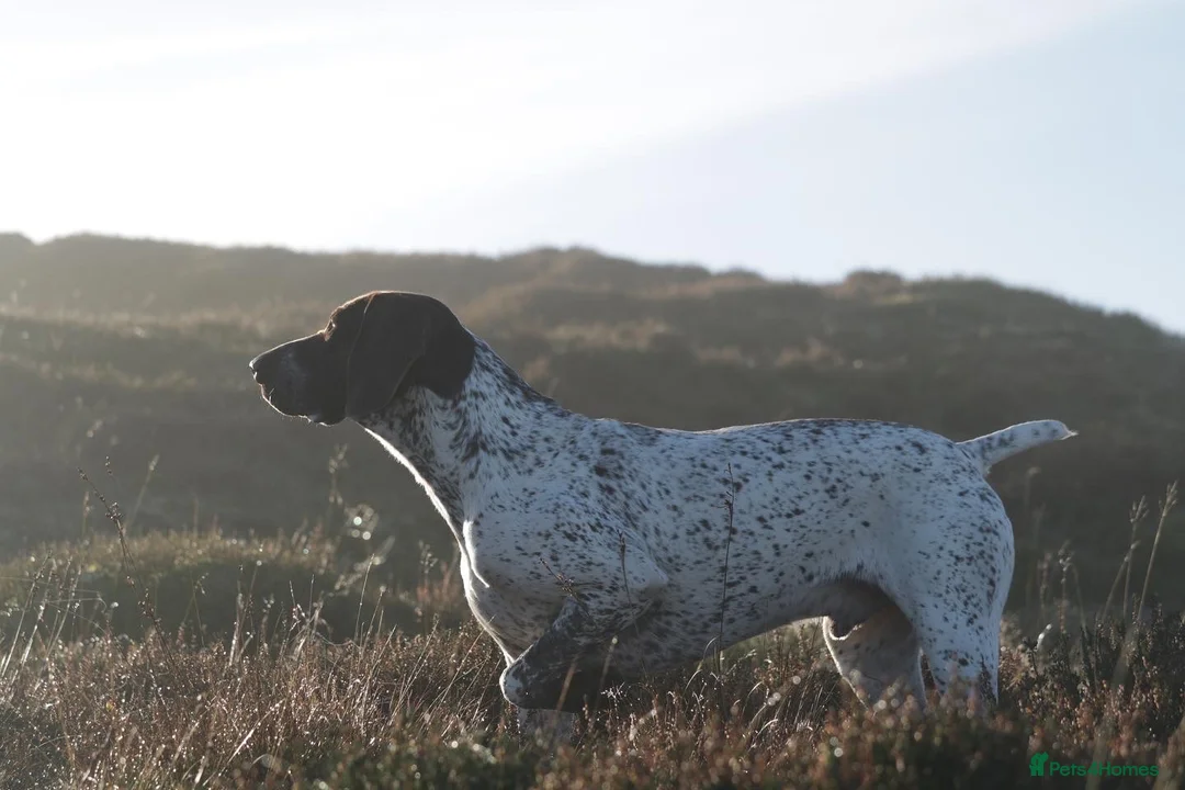 German Shorthaired Pointer dogs for stud: Outstanding example of a working Gsp in Lancaster - Advert 7
