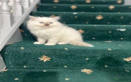 Ragdoll cats for sale: Extremely white Ragdoll boy! - Image 4