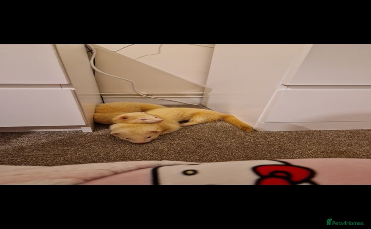 Ferret rodents - Advert 1
