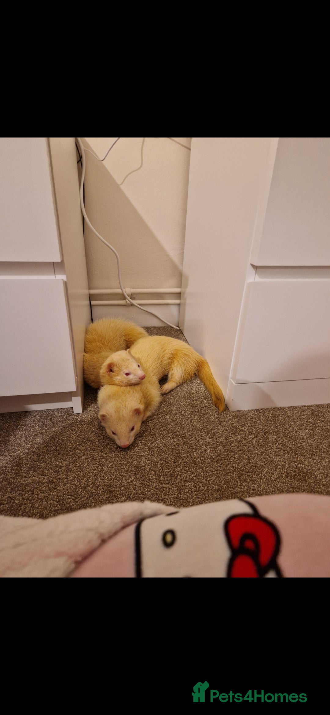 Ferret rodents for sale: 2 Male Albino Ferrets With Everything  - Image 1