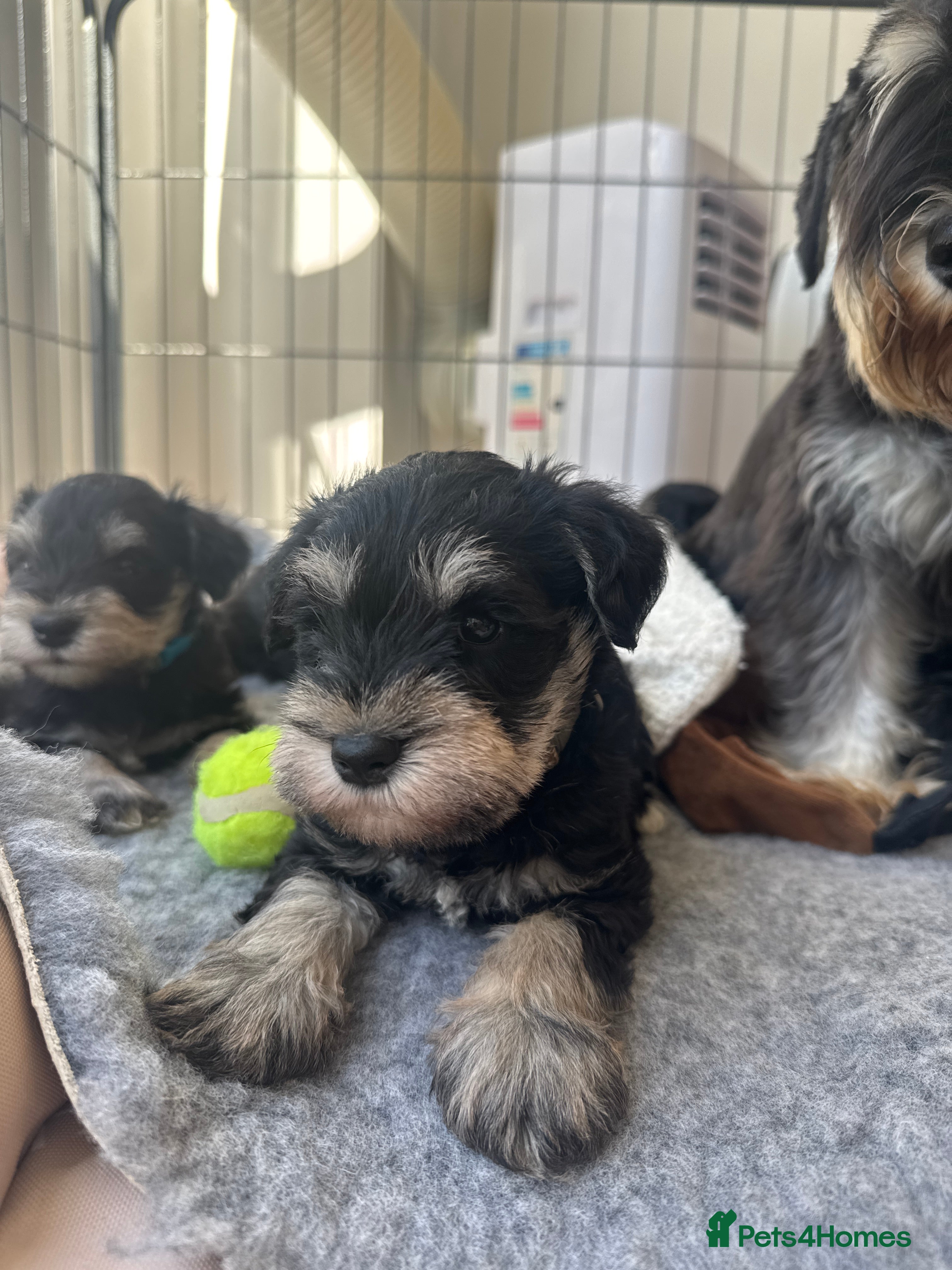 Miniature Schnauzer dogs 🐾 Miniature Schnauzer Puppies - Advert 2