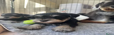 Miniature Schnauzer 7 gray