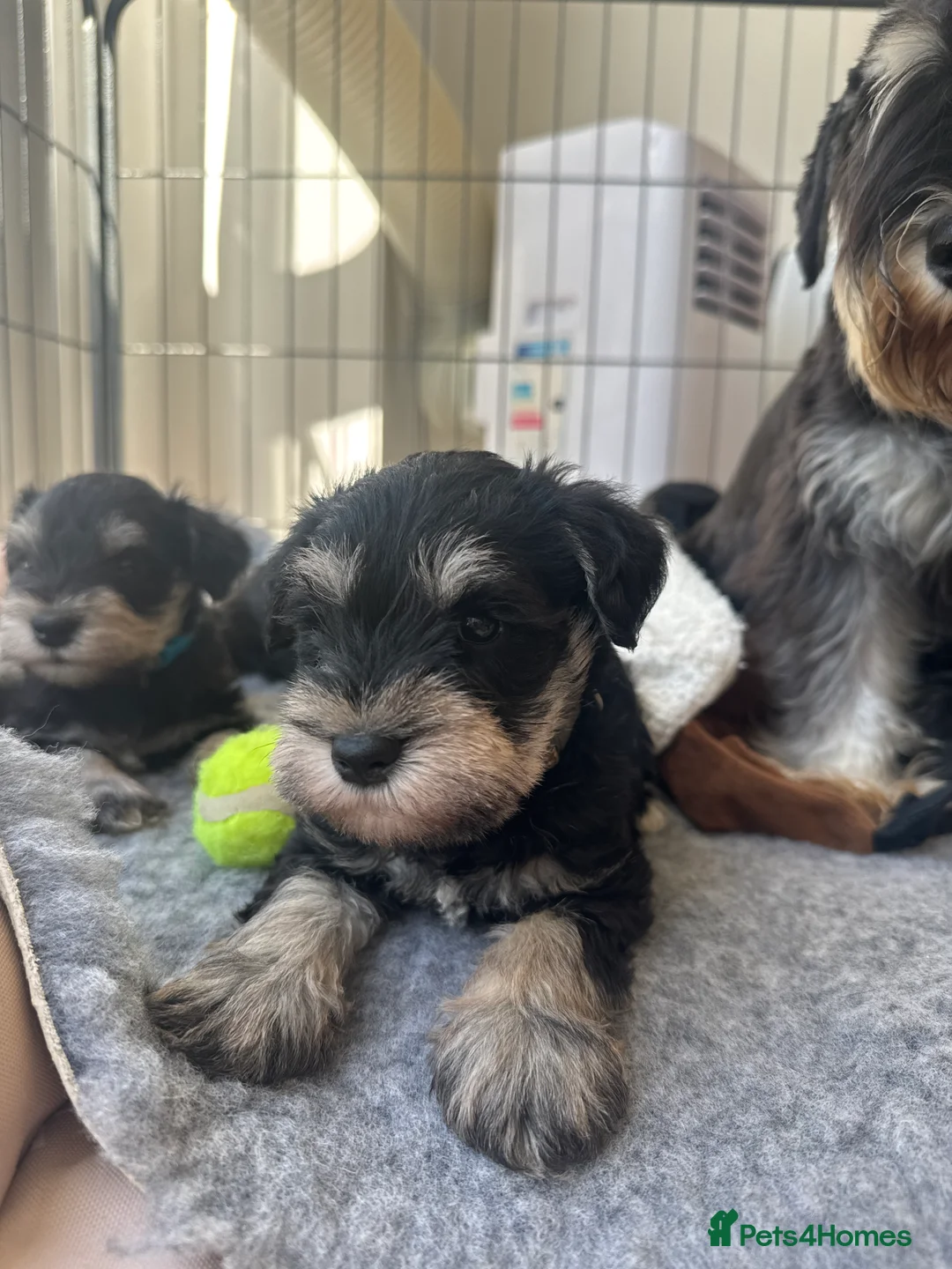 Miniature Schnauzer dogs for sale: 🐾 Miniature Schnauzer Puppies - Advert 2